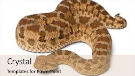  Presentation with reptile python snakeskin leather snake - Audience pleasing theme consisting of venom - saharan horned viper - cerastes backdrop and a coral colored foreground