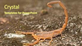  Presentation with ready - Presentation theme with venom - side view of a striped background and a tawny brown colored foreground