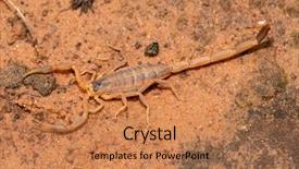  Presentation with sand - Colorful presentation enhanced with venom - striped bark scorpion centruroides vittatus backdrop and a coral colored foreground