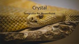  Presentation with beautiful skin - Cool new presentation theme with venom blood - beautiful snake lying backdrop and a gold colored foreground