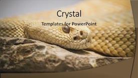  Presentation with beautiful skin - Slide deck with venom blood - beautiful snake lying background and a lemonade colored foreground