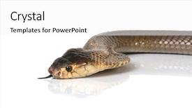  Presentation with molecular biology white - PPT theme consisting of venom blood - cobra on white background and a white colored foreground