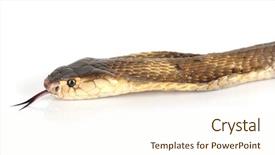  Presentation with tv show studio camera - Presentation having venom blood - king cobra studio shot background and a cream colored foreground