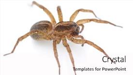  Presentation with spider - Colorful slide set enhanced with venom blood - live spider isolated on white backdrop and a  colored foreground