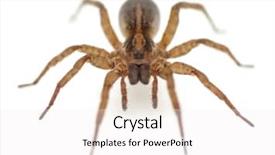  Presentation with live amd - Colorful presentation theme enhanced with venom blood - live spider isolated on white backdrop and a white colored foreground