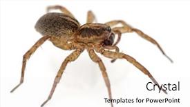  Presentation with spider - Theme consisting of venom blood - live spider isolated on white background and a white colored foreground