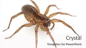  Presentation with spider - Beautiful slides featuring venom blood - live spider isolated on white backdrop and a white colored foreground