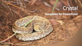  Presentation with blood - Cool new presentation theme with venom blood - rattlesnake hiding in the grass backdrop and a  colored foreground