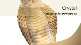  Presentation with get ready - Presentation enhanced with venom blood - suphan cobra ready to strike background and a blonde colored foreground