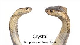  Presentation with anatomical position - Presentation with venom blood - two hooded cobras in strike background and a white colored foreground