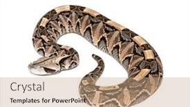  Presentation with reptile python snakeskin leather snake - PPT layouts enhanced with venomous-snake-gaboon-viper-bitis background and a  colored foreground