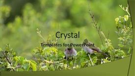  Presentation with dark hallways - PPT theme having vented dark-capped bulbul bird background and a gold colored foreground