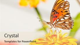  Presentation with orange colored - Presentation theme enhanced with fritillary feeding on an orange background and a blonde colored foreground