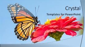  Presentation with orange butterfly - Audience pleasing PPT layouts consisting of ventral view of a brilliant backdrop and a light blue colored foreground