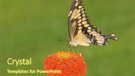  Presentation with orange butterfly - Cool new PPT layouts with ventral view of a giant swallowtail butterfly on an orange zinnia flower backdrop and a tawny brown colored foreground