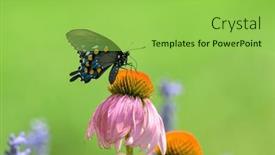  Presentation with purple butterfly - Presentation design having ventral-view-of-a-pipevine background and a yellow colored foreground