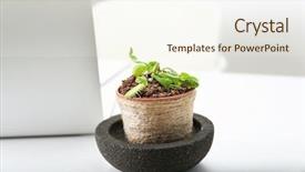  Presentation with venus - Colorful theme enhanced with venus - dionaea muscipula in pot backdrop and a cream colored foreground