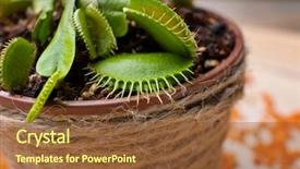  Presentation with venus - Presentation theme having venus - dionaea muscipula on blurred background background and a tawny brown colored foreground