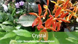  Presentation with orchids - Presentation theme enhanced with venus - exotic orchids background and a shamrock green colored foreground