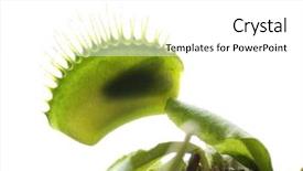  Presentation with venus - Presentation design with venus - insect inside of dionaea muscipula background and a white colored foreground