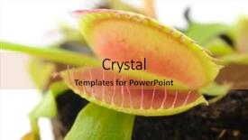  Presentation with venus - Audience pleasing presentation consisting of venus flytrap closeup over white backdrop and a gold colored foreground