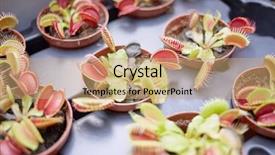  Presentation with venus - Presentation theme having venus flytrap dionaea muscipula flowers background and a coral colored foreground