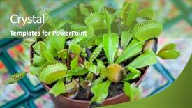  Presentation with venus - Presentation design enhanced with venus flytrap dionaea muscipula background and a seafoam green colored foreground