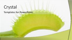  Presentation with venus - Colorful slide set enhanced with venus flytrap plant isolated backdrop and a white colored foreground