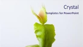  Presentation with venus - Audience pleasing PPT theme consisting of venus flytrap plant isolated backdrop and a sky blue colored foreground