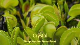  Presentation with venus - Beautiful slides featuring venus flytrap plant or dionaea backdrop and a tawny brown colored foreground