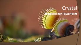  Presentation with venus - Colorful slide set enhanced with venus-s-flytrap-carnivorous-plant backdrop and a tawny brown colored foreground