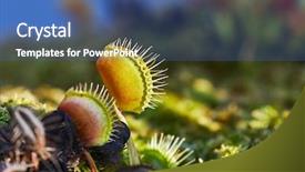  Presentation with venus - Presentation theme featuring venus's flytrap carnivorous plant background and a ocean colored foreground