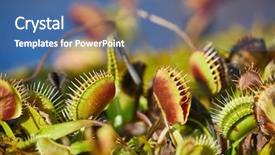  Presentation with venus - Beautiful presentation theme featuring venus's flytrap carnivorous plant backdrop and a ocean colored foreground