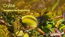  Presentation with venus - Slide set consisting of venus's flytrap carnivorous plant background and a tawny brown colored foreground