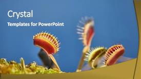  Presentation with venus - Audience pleasing theme consisting of venus's flytrap carnivorous plant backdrop and a teal colored foreground
