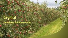  Presentation with apple watch s4 - Presentation featuring verger du pommier - apple garden full of riped background and a tawny brown colored foreground