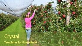  Presentation with apple pear quince - Cool new theme with verger du pommier - apple garden backdrop and a  colored foreground