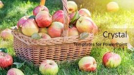  Presentation with green apple - Cool new presentation theme with verger du pommier - apple harvest ripe red apples backdrop and a coral colored foreground