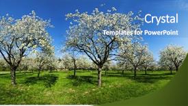  Presentation with orchard - Audience pleasing PPT theme consisting of verger du pommier - apple orchard in the middle backdrop and a teal colored foreground
