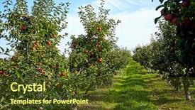  Presentation with orchard - Beautiful PPT theme featuring verger du pommier - apple tree in an orchard backdrop and a tawny brown colored foreground