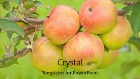  Presentation with growing tree - Audience pleasing slide deck consisting of group of people and care backdrop and a light gray colored foreground