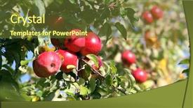  Presentation with apples dragonfruit - Beautiful PPT theme featuring verger du pommier - apples waiting for harvest backdrop and a  colored foreground
