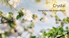  Presentation with tree spring flowers apple flowers - Amazing slide set having verger du pommier - blooming branch of apple tree backdrop and a lemonade colored foreground