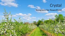  Presentation with apple - PPT theme featuring verger du pommier - blossom apple tree in garden background and a  colored foreground
