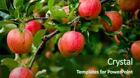  Presentation with red apple tree - Colorful presentation theme enhanced with verger du pommier - organic red ripe apples backdrop and a tawny brown colored foreground