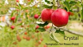  Presentation with farm - Amazing PPT layouts having verger du pommier - red apple farm backdrop and a yellow colored foreground
