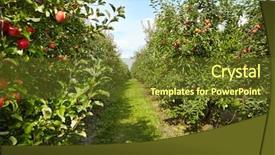  Presentation with red apple tree - Slide set enhanced with verger du pommier - red apples on apple tree background and a tawny brown colored foreground