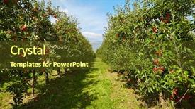  Presentation with orchard - Colorful slide set enhanced with verger du pommier - red apples on the trees backdrop and a tawny brown colored foreground