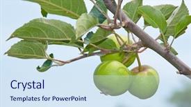  Presentation with growing tree - Slides consisting of verger du pommier - young apples growing background and a sky blue colored foreground