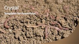  Presentation with composting - Presentation theme having vermi compost - composting worms background and a coral colored foreground
